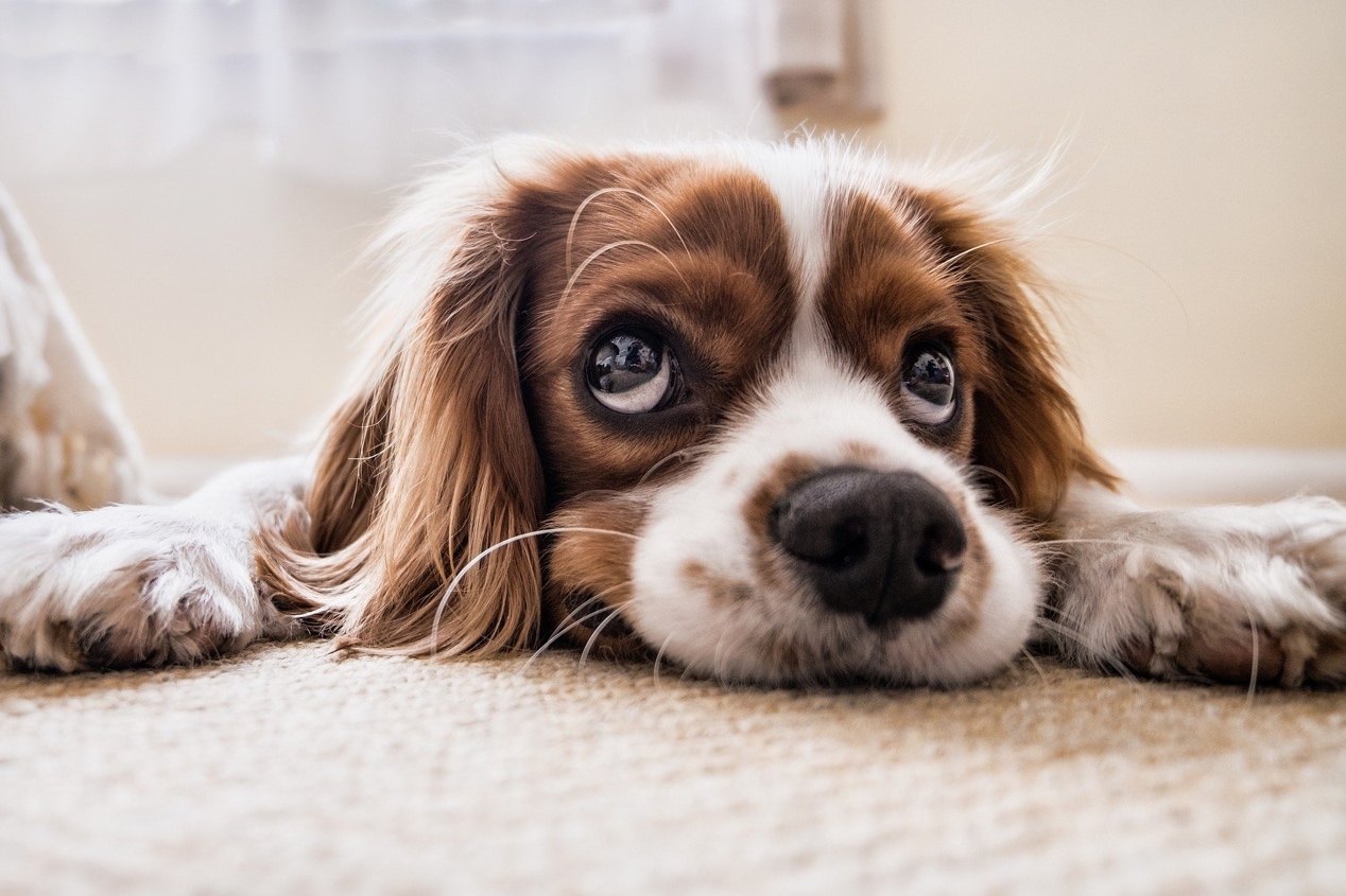 SPC Flooring vs. Laminate Flooring